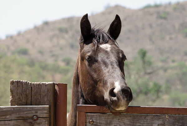 los corrales-1