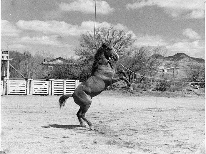 The Story of El Sultan, a Carthusian Stallion